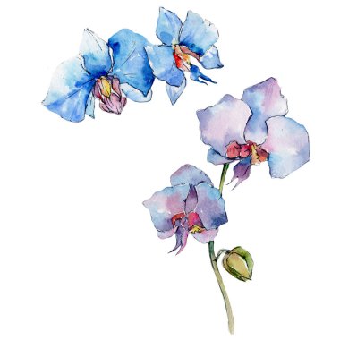 Kır çiçeği orkide çiçek izole bir suluboya tarzında.