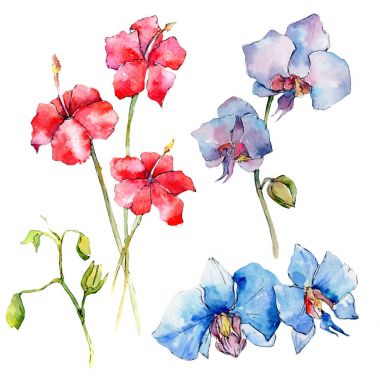 Kır çiçeği orkide çiçek izole bir suluboya tarzında.