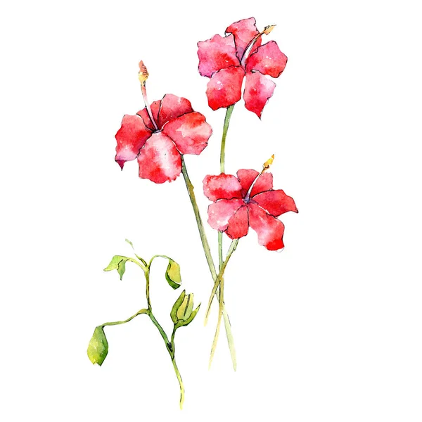 वाइल्डफ्लावर ऑर्किड फूल एक वाटर कलर शैली में अलग . — स्टॉक फ़ोटो, इमेज