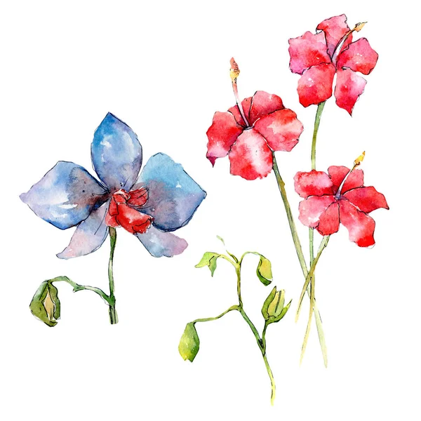 Kır çiçeği orkide çiçek izole bir suluboya tarzında.