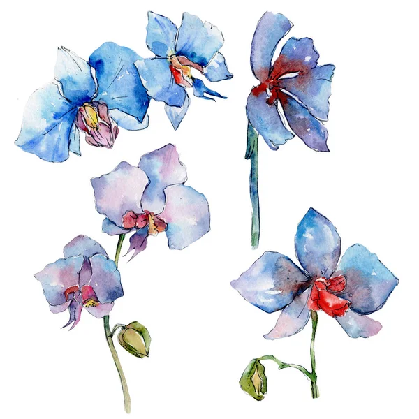 Kır çiçeği orkide çiçek izole bir suluboya tarzında.