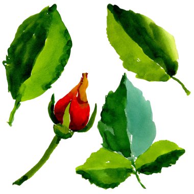 Kır çiçeği gül çiçek izole bir suluboya tarzında.