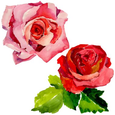 Kır çiçeği gül çiçek izole bir suluboya tarzında.