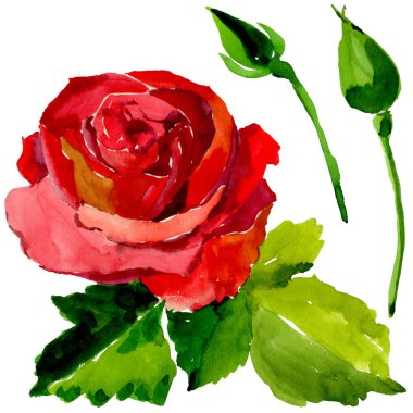 Kır çiçeği gül çiçek izole bir suluboya tarzında.