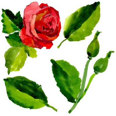 Kır çiçeği gül çiçek izole bir suluboya tarzında.