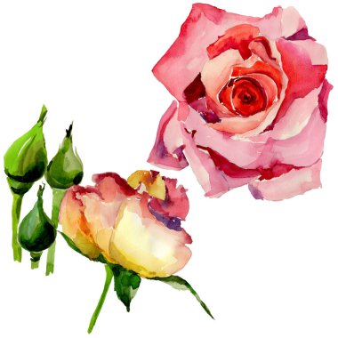 Kır çiçeği gül çiçek izole bir suluboya tarzında.