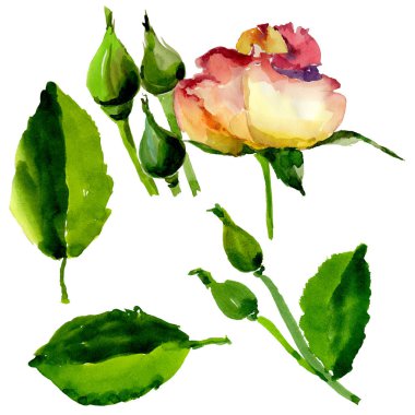 Kır çiçeği gül çiçek izole bir suluboya tarzında.