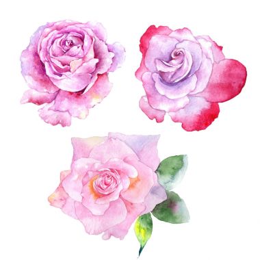 Kır çiçeği gül çiçek izole bir suluboya tarzında.