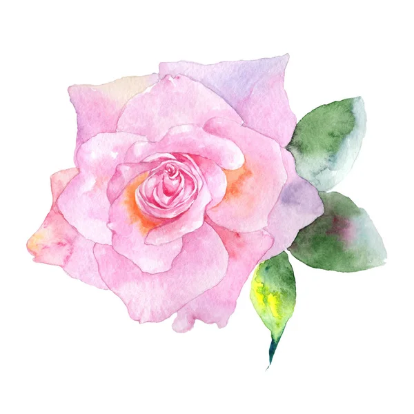 Kır çiçeği gül çiçek izole bir suluboya tarzında.