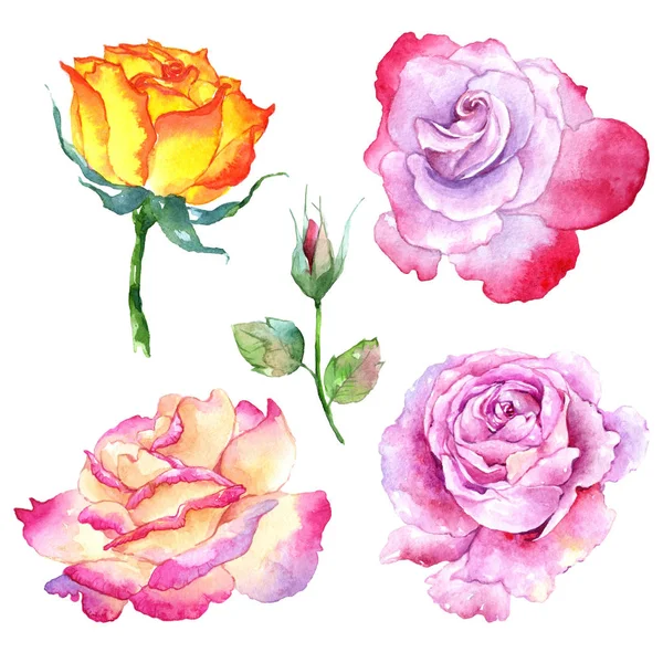 Wildblume Rose Blume in einem Aquarell-Stil isoliert. — Stockfoto