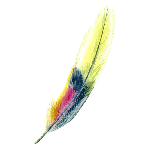 Acuarela pluma de pájaro de ala aislada . — Foto de Stock