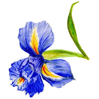 Kır çiçeği Iris çiçek izole bir suluboya tarzında.