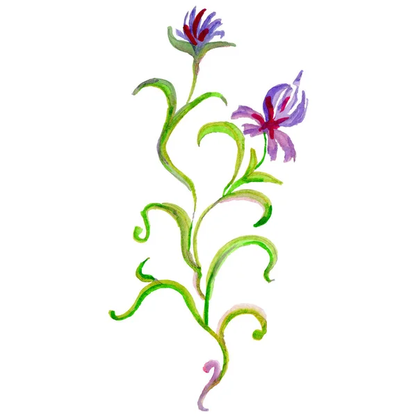 Wildflower iris květiny ve stylu akvarelu, samostatný. — Stock fotografie