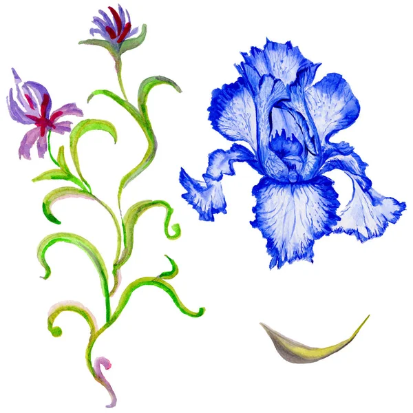 Wildflower iris bloem in een aquarel stijl geïsoleerd. — Stockfoto