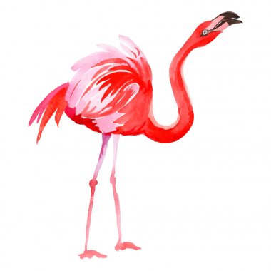 Gökyüzü kuş flamingo izole vektör stili tarafından bir yaban hayatı içinde.