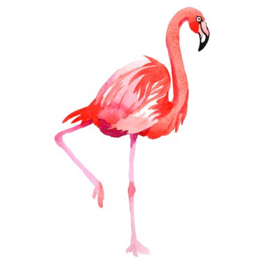 Gökyüzü kuş flamingo izole vektör stili tarafından bir yaban hayatı içinde.