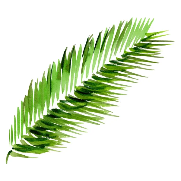 Tropical Hawaii laisse le palmier dans un style vectoriel isolé . — Image vectorielle