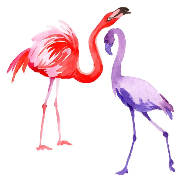 Flamingo pássaro céu em uma vida selvagem por vetor estilo isolado . — Vetor de Stock