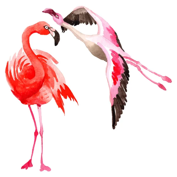 Cielo flamenco pájaro en una vida silvestre por el estilo vectorial aislado . — Vector de stock