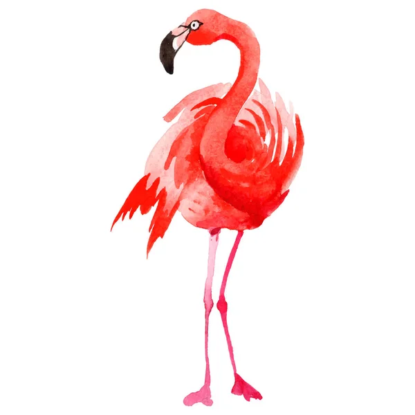 Flamingo ptak niebo w dzikich przez styl wektor na białym tle. — Wektor stockowy