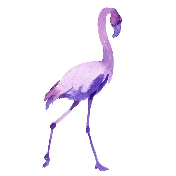 Sky bird flamingo in a wildlife by vector style isolated. — Stock Vector