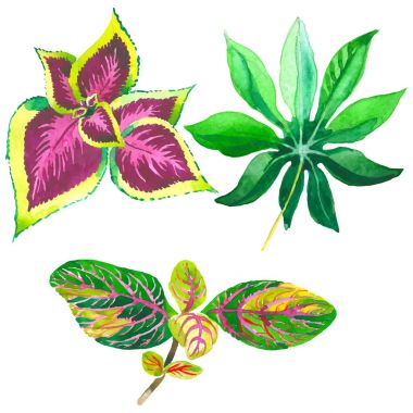 Tropikal Hawaii palmiye ağacı izole bir vektör tarzda bırakır..