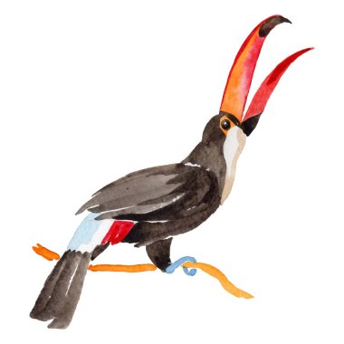 Gökyüzü kuş toucan izole vektör stili tarafından bir yaban hayatı içinde.