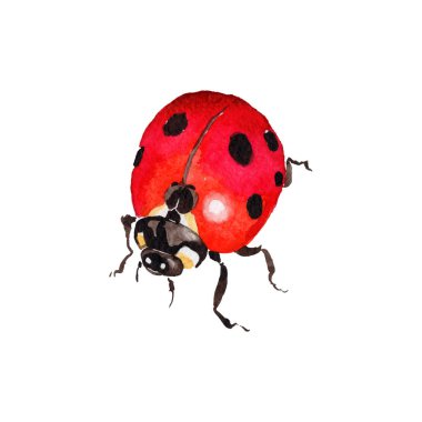 Egzotik uğur böceği vahşi böcek izole bir vektör tarzı.