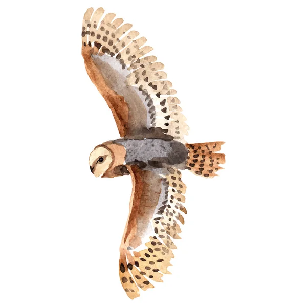 Sky bird owl in a wildlife by vector style isolated. — Stock Vector