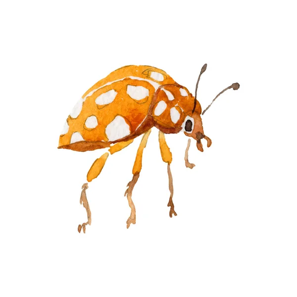 Coccinelle exotique insecte sauvage dans un style vectoriel isolé . — Image vectorielle