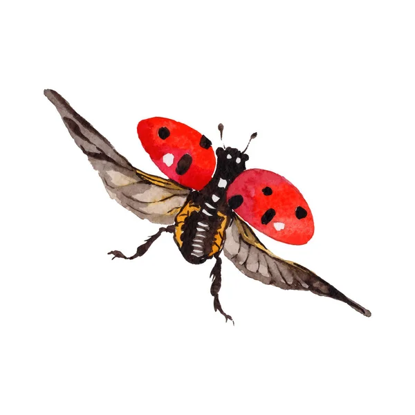 Exotische lieveheersbeestje wild insect in de stijl van een vector geïsoleerd. — Stockvector