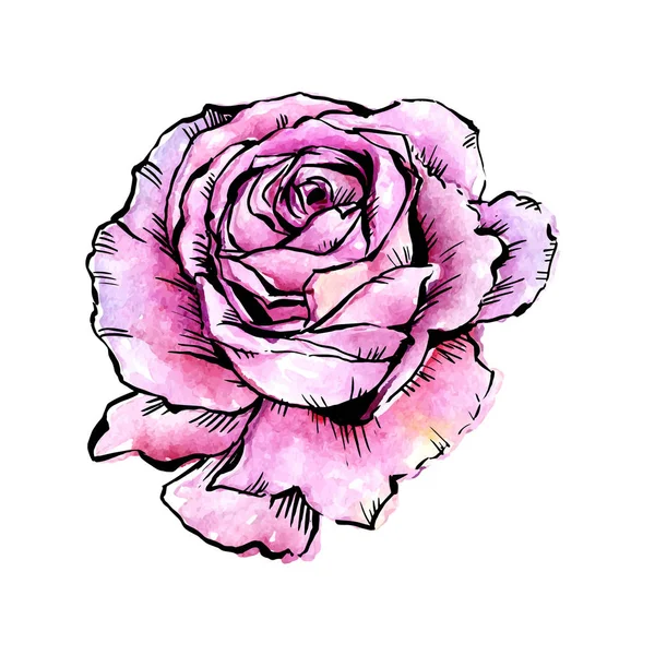 Λουλούδι τριαντάφυλλο διάνυσμα αγριολούλουδα σε στυλ υδροχρώματος απομονωμένες. — Διανυσματικό Αρχείο
