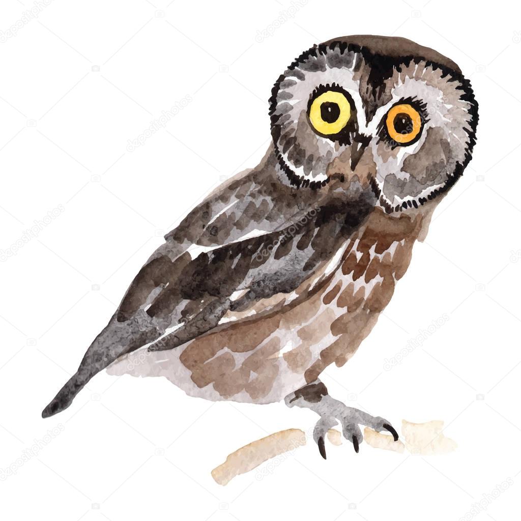 Sky bird owl in a wildlife by vector style isolated.