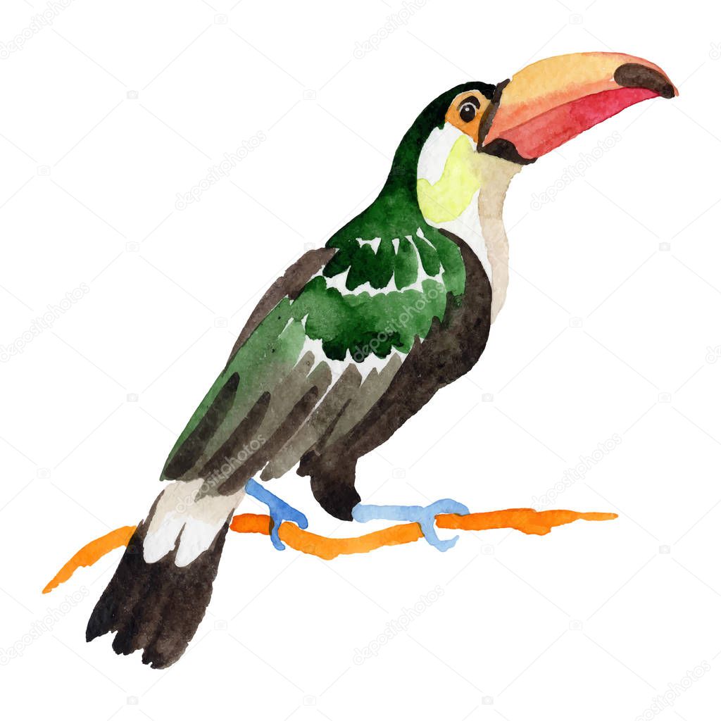 Sky bird toucan in a wildlife by vector style isolated.