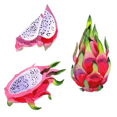 Egzotik pitaya vahşi frukt izole bir suluboya tarzında.