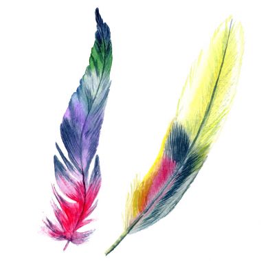 Suluboya kuş tüyü izole kanat üzerinden.