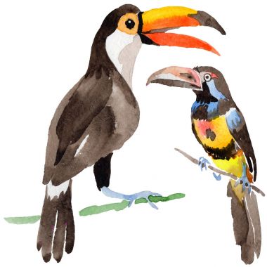 Gökyüzü kuş toucan suluboya Style izole bir yaban hayatı içinde.