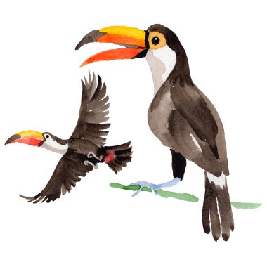 Gökyüzü kuş toucan suluboya Style izole bir yaban hayatı içinde.