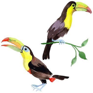 Gökyüzü kuş toucan suluboya Style izole bir yaban hayatı içinde.