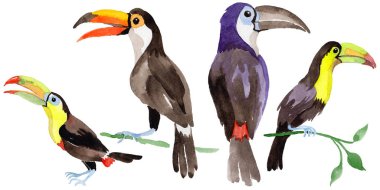 Gökyüzü kuş toucan suluboya Style izole bir yaban hayatı içinde.