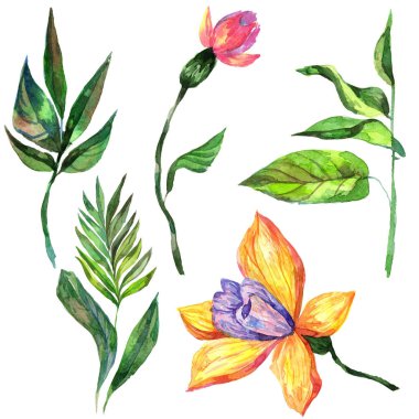 Kır çiçeği orkide çiçek izole bir suluboya tarzında.