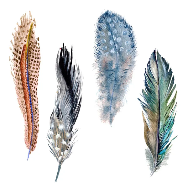 Suluboya kuş tüyü izole kanat üzerinden.