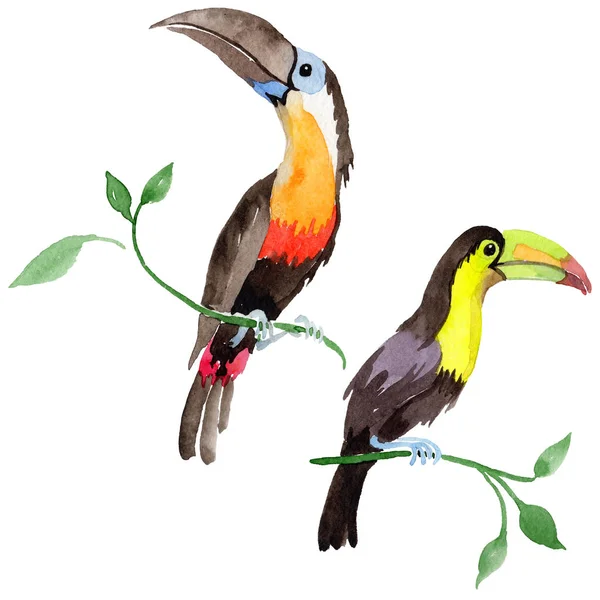 Sky bird toucan in una fauna selvatica in stile acquerello isolato . — Foto Stock