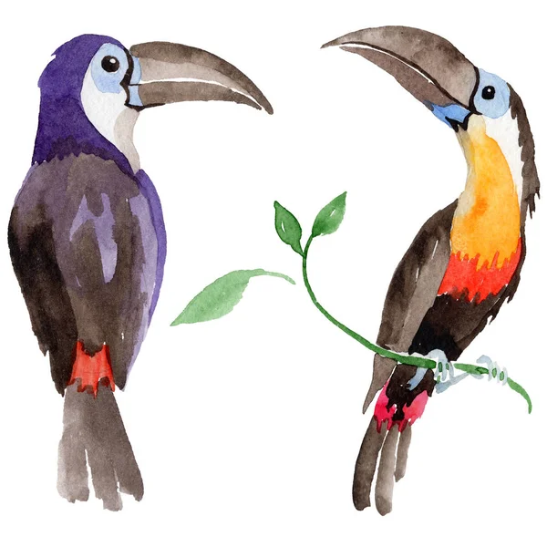 Sky pták Tukan v divoké akvarel styl, samostatný. — Stock fotografie