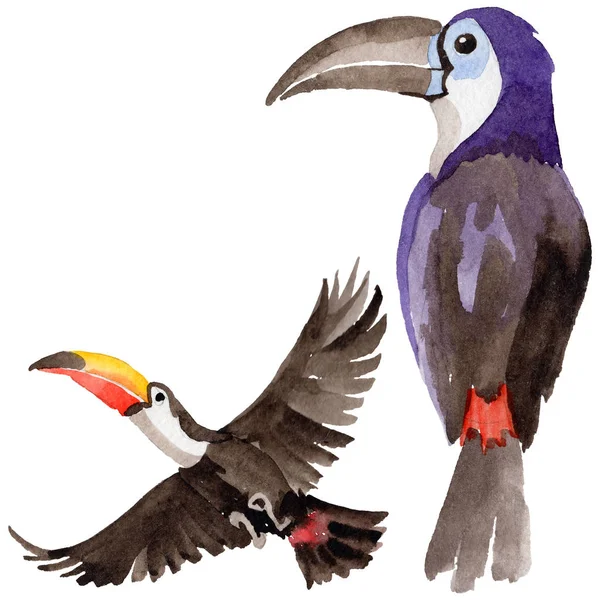 Sky bird toucan dans une faune par aquarelle style isolé . — Photo