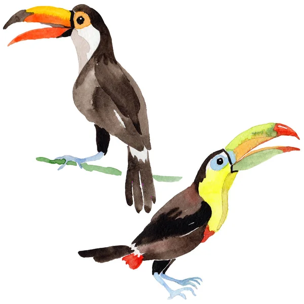 Himmelsvogel Tukan in einer Tierwelt durch Aquarell-Stil isoliert. — Stockfoto