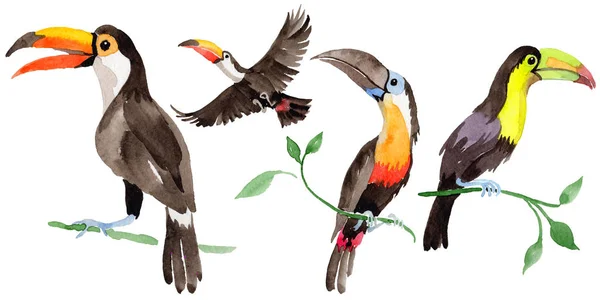 Sky bird toucan in a wildlife by watercolor style isolated. — Stock Photo, Image