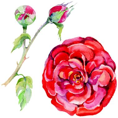 Kır çiçeği gül çiçek izole bir suluboya tarzında.