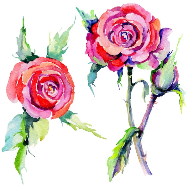 Wildflower rose flower in a watercolor style isolated. — Stock Photo, Image