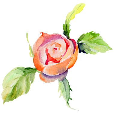 Kır çiçeği gül çiçek izole bir suluboya tarzında.